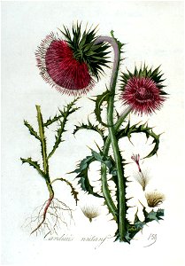 Carduus nutans — Flora Batava — Volume v2