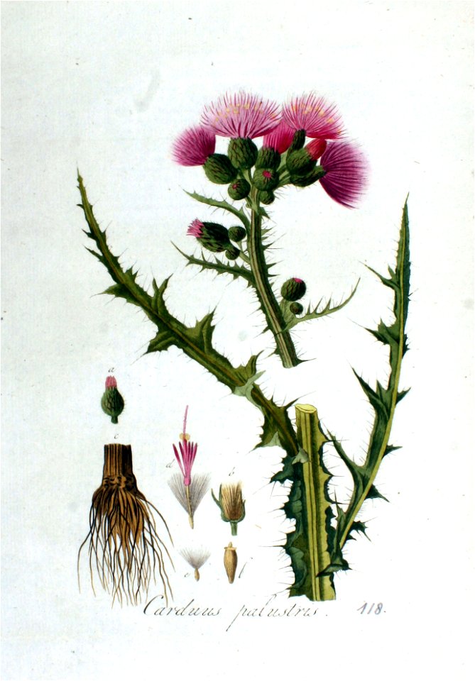 Carduus palustris — Flora Batava — Volume v2