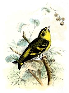 Carduelis spinus 1869