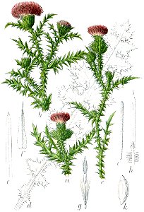 Carduus acanthoides Sturm9