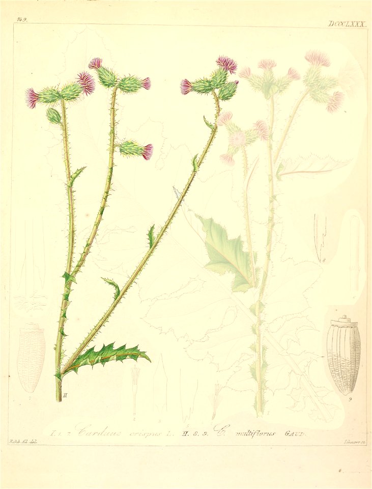 Carduus crispus ssp multiflorus