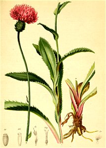 Carduus defloratus Atlas Alpenflora