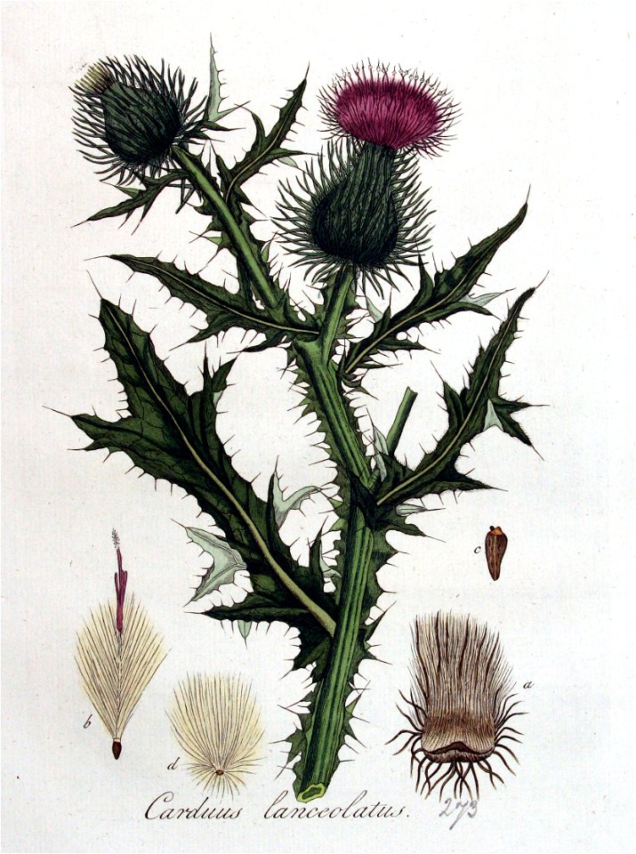Carduus lanceolatus — Flora Batava — Volume v4