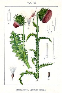 Carduus nutans Sturm13