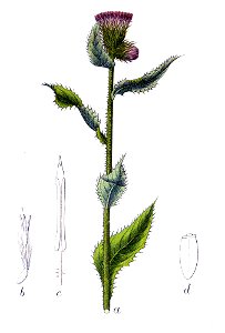 Carduus personata Sturm11