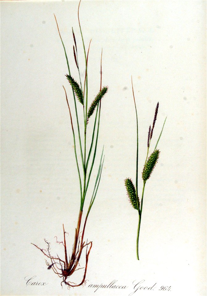 Carex ampullacea — Flora Batava — Volume v13