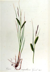 Carex ampullacea — Flora Batava — Volume v13