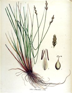 Carex canescens — Flora Batava — Volume v15