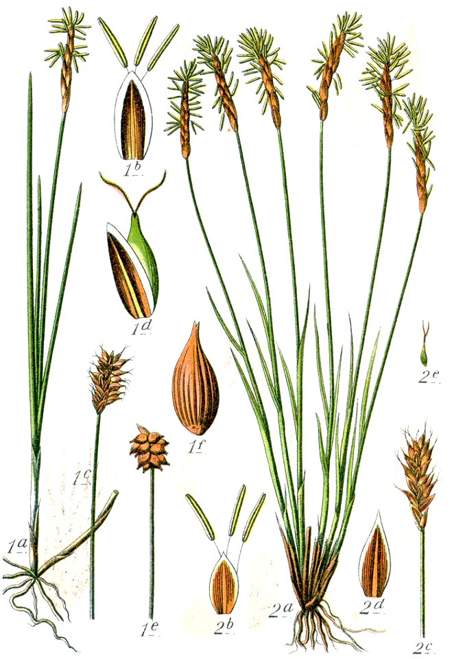 Carex dioica Sturm22