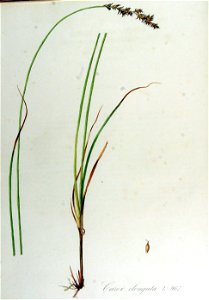 Carex elongata — Flora Batava — Volume v13