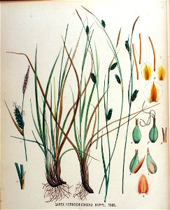 Carex hornschuchiana — Flora Batava — Volume v18