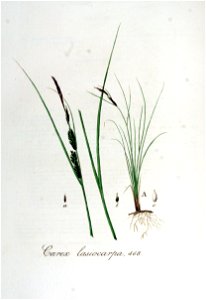 Carex lasiocarpa — Flora Batava — Volume v6