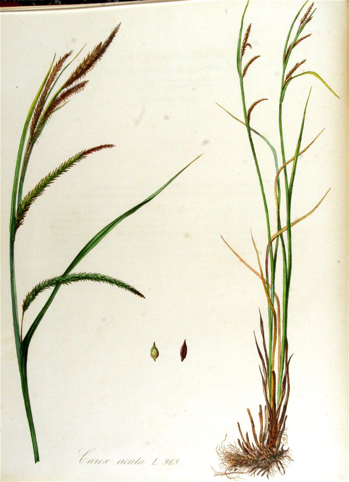 Carex acuta — Flora Batava — Volume v13