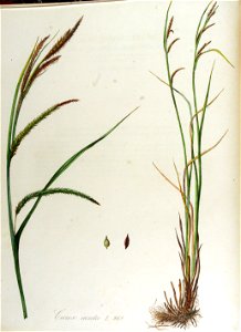 Carex acuta — Flora Batava — Volume v13
