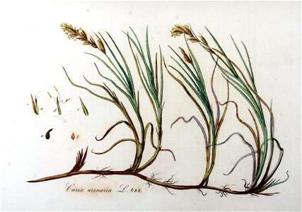 Carex arenaria — Flora Batava — Volume v9