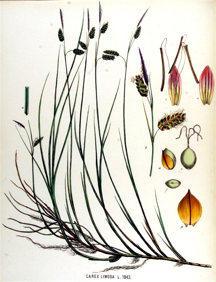 Carex limosa — Flora Batava — Volume v17
