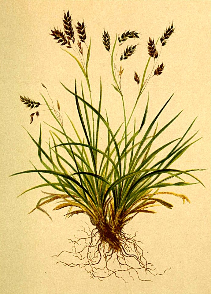 Carex capillaris Atlas Alpenflora