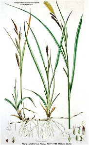 Carex nigra illustration (1)