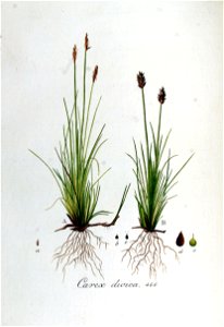 Carex dioica — Flora Batava — Volume v6