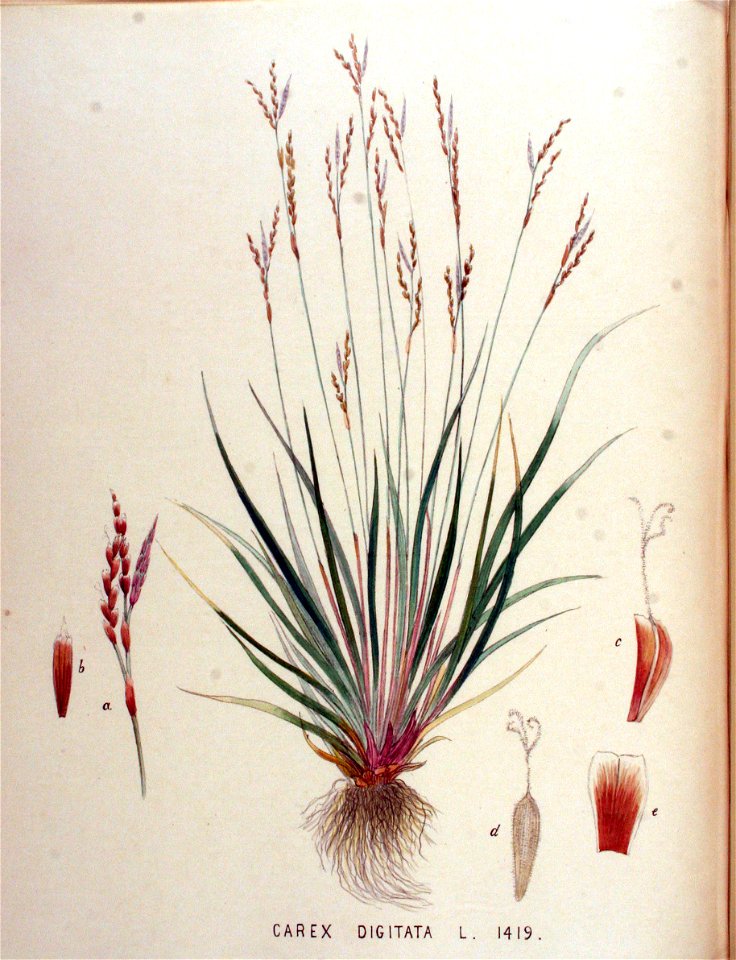 Carex digitata — Flora Batava — Volume v18