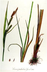 Carex paludosa — Flora Batava — Volume v12