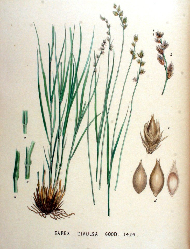 Carex divulsa — Flora Batava — Volume v18