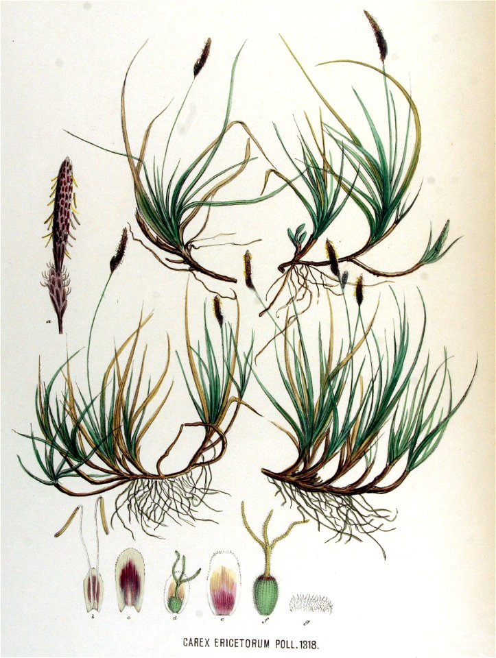 Carex ericetorum — Flora Batava — Volume v17