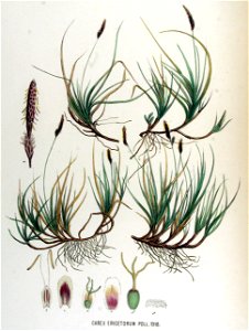 Carex ericetorum — Flora Batava — Volume v17