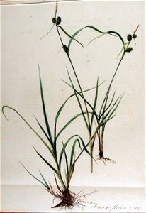 Carex flava — Flora Batava — Volume v13