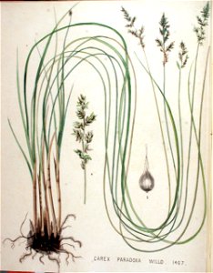 Carex paradoxa — Flora Batava — Volume v19