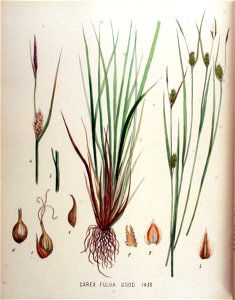 Carex fulva — Flora Batava — Volume v18