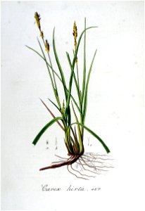 Carex hirta — Flora Batava — Volume v6