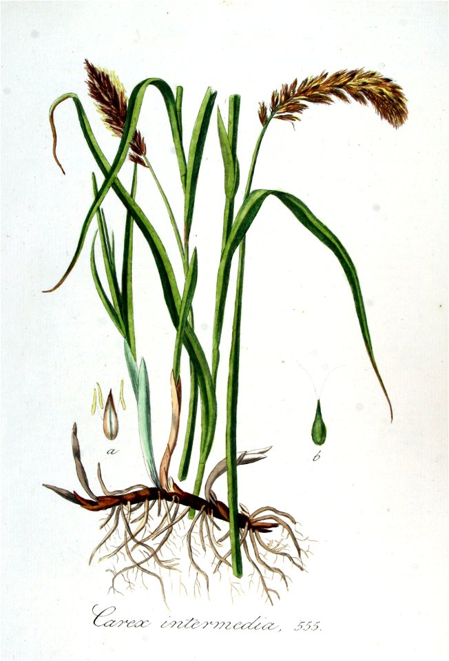 Carex intermedia — Flora Batava — Volume v7