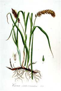 Carex intermedia — Flora Batava — Volume v7