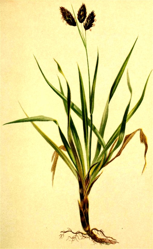 Carex atrata Atlas Alpenflora