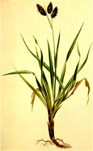 Carex atrata Atlas Alpenflora