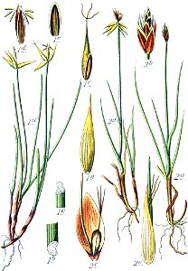 Carex spp Sturm21