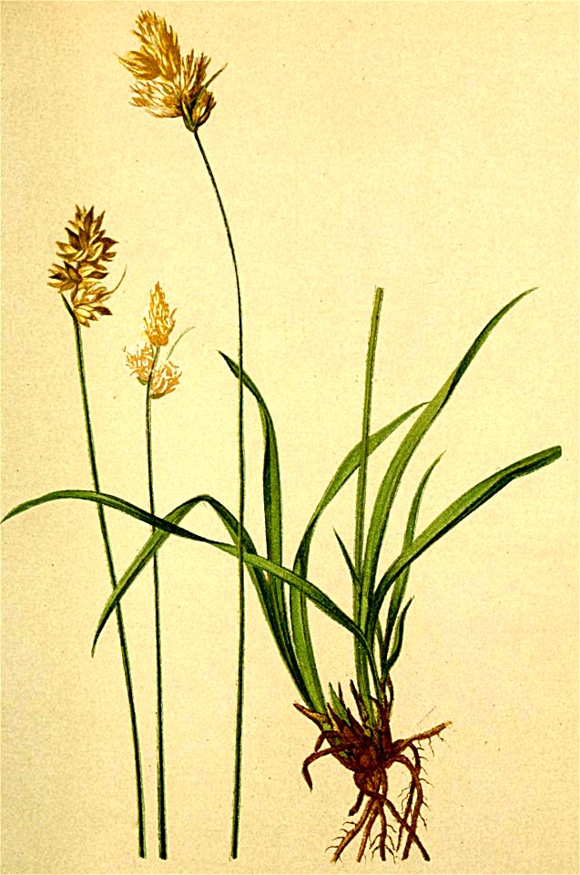 Carex leporina Atlas Alpenflora
