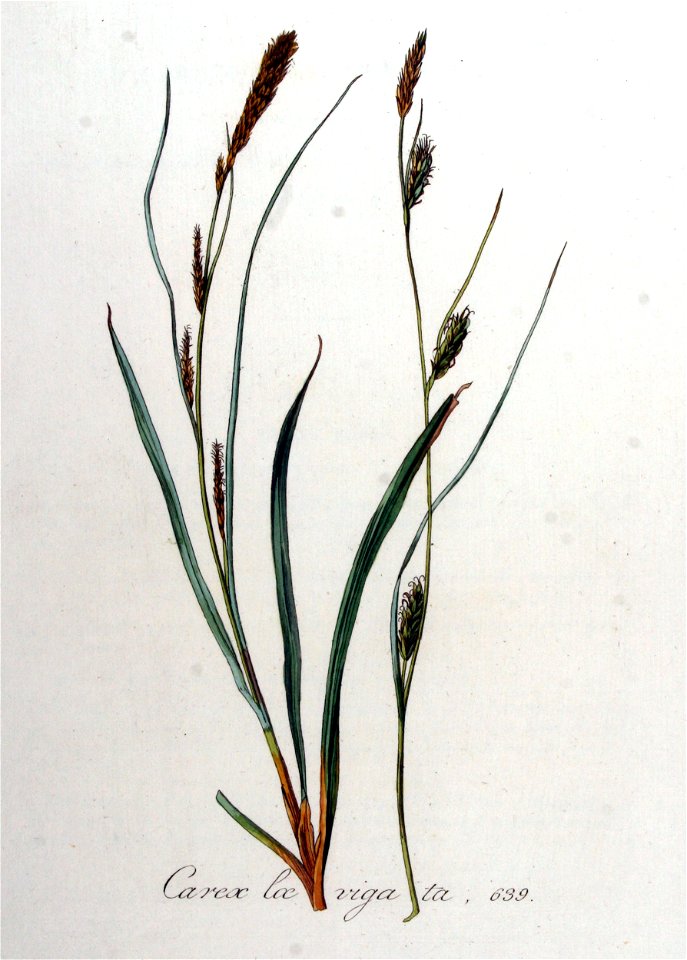 Carex laevigata — Flora Batava — Volume v8