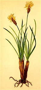 Carex curvula Atlas Alpenflora
