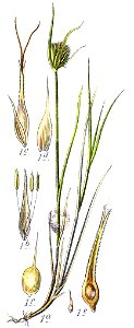 Carex spp Sturm25a