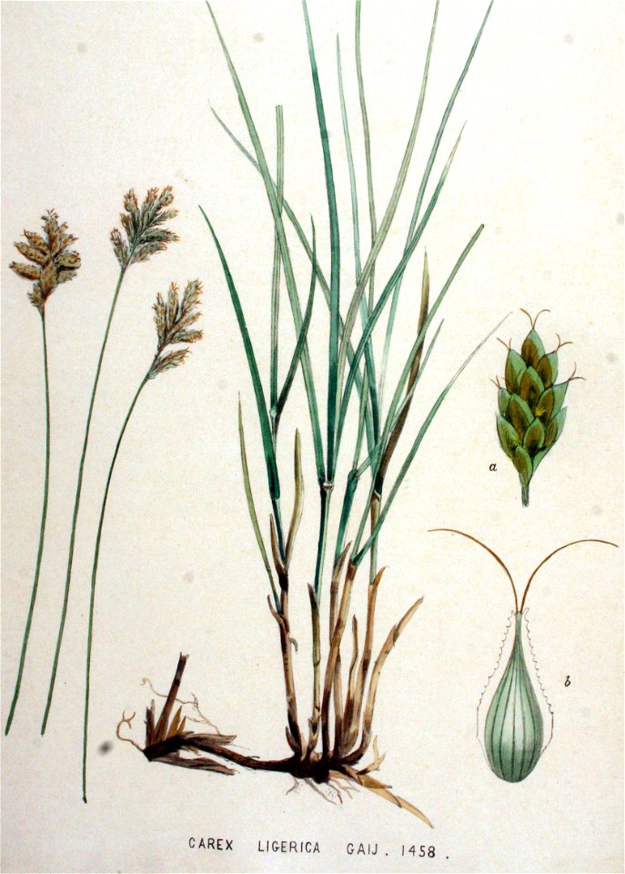 Carex ligerica — Flora Batava — Volume v19