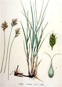 Carex ligerica — Flora Batava — Volume v19