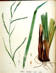 Carex maxima — Flora Batava — Volume v20