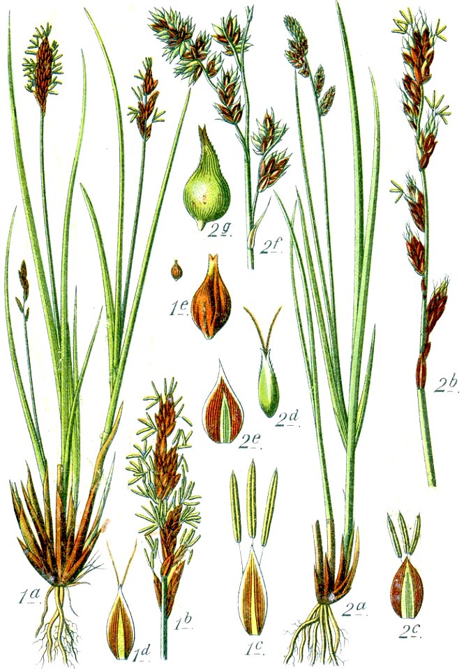 Carex spp Sturm30