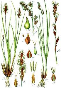Carex spp Sturm30