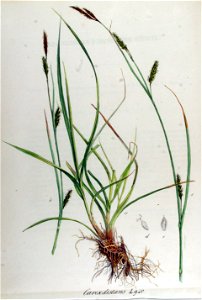 Carex distans — Flora Batava — Volume v12