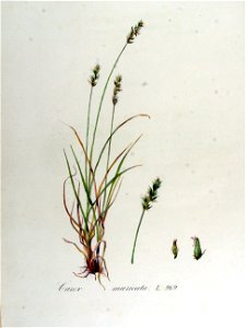Carex muricata — Flora Batava — Volume v13