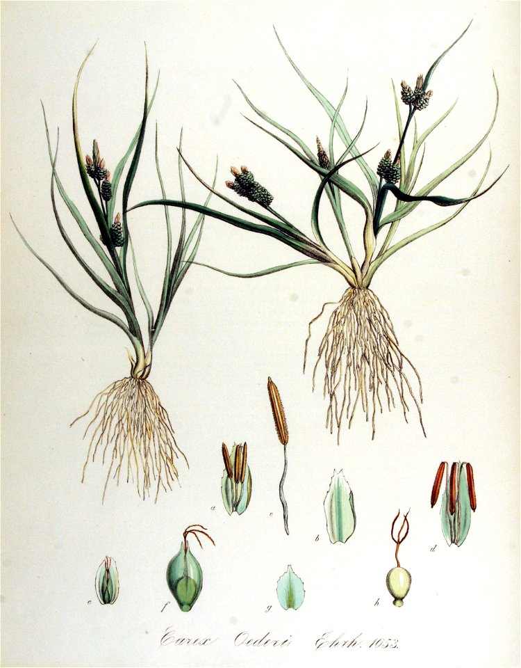 Carex oederi — Flora Batava — Volume v14