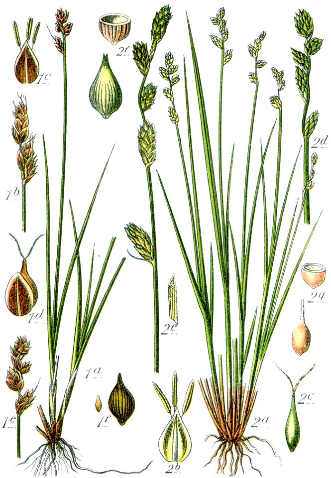 Carex spp Sturm34